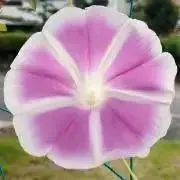 のの|希少✨美品貝殻浮き玉多数出品中の画像