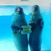 アザラシ