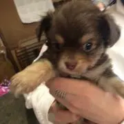 いなぴょん
