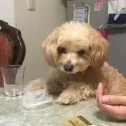 どんべいの画像