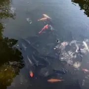 ☆ko-ki☆の画像