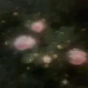 いの画像