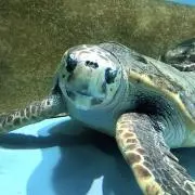 ウリゴメ