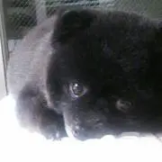 かなの画像