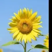 jesee (プロフィール見てね)の画像