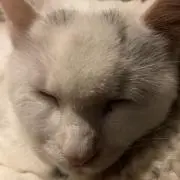 YOの画像