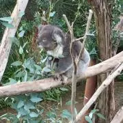 ようこの画像