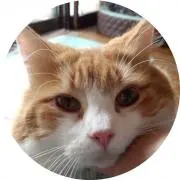 lonely_cat2013