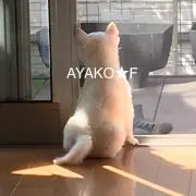 ★AYAKO★ Fの画像