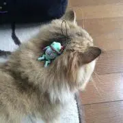 はるの画像