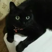 メタポンタ　プロフィール参照