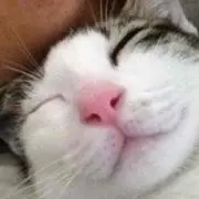 tsk