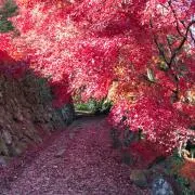 新米パパよし太郎