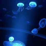 clioneの画像