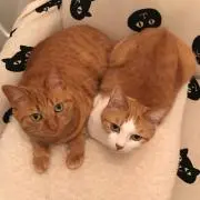 にゃにゃんこの画像