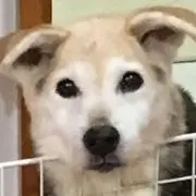 はるの画像