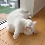 かまぼこの画像