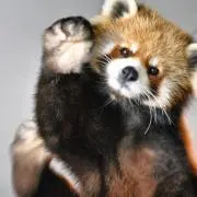 eN   .:.:即購入OK.:。†゜.