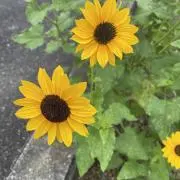きらるっち★24時間以内発送！！の画像