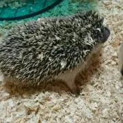 もふぞう