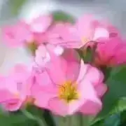 Lukaの画像