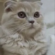 はるの画像