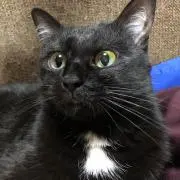 めっこ