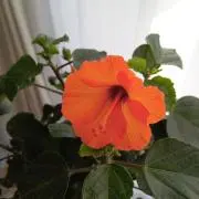 めめの画像