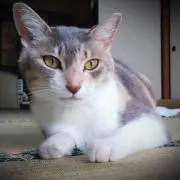 Hamu