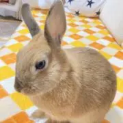 MoKaの画像