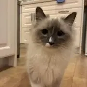 ちびたまの画像