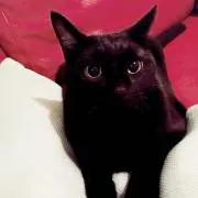 ガロ