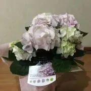 アメジスト