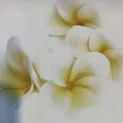 プルメリアの画像
