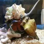 Barryの画像