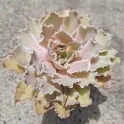 gufoの画像