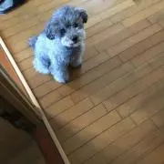 シルバーの画像