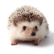 YAの画像