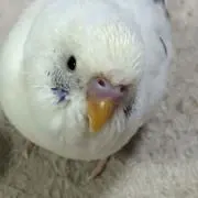 ダイちゃん