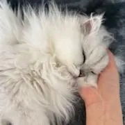 mioの画像