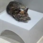 てんせいの画像