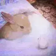 ♡うさham♡値下げ交渉✖️の画像