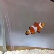 ニモの画像