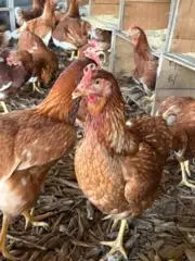 Hakushin farmの画像