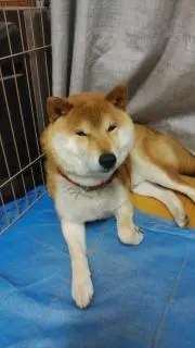 ポンポン