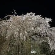 ぴーかんなっつの画像