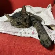 Mamarinの画像