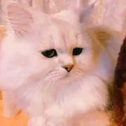 白猫Vmaxの画像