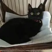 のこ