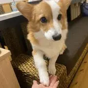 あゅの画像